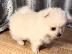 PoulaTo: Pomeranian όλα kc reg.